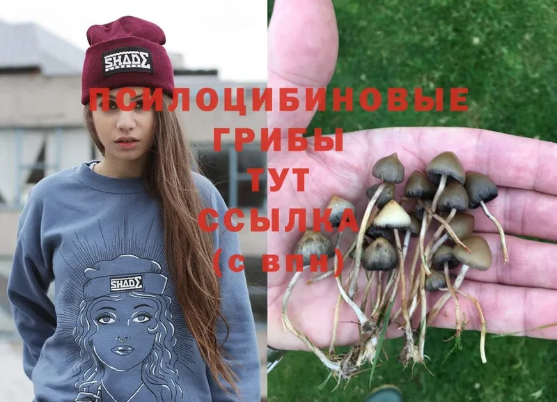 Псилоцибиновые грибы Psilocybine cubensis  Межгорье 